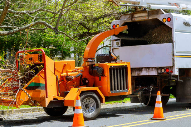 How Our Tree Care Process Works  in  Altadena, CA